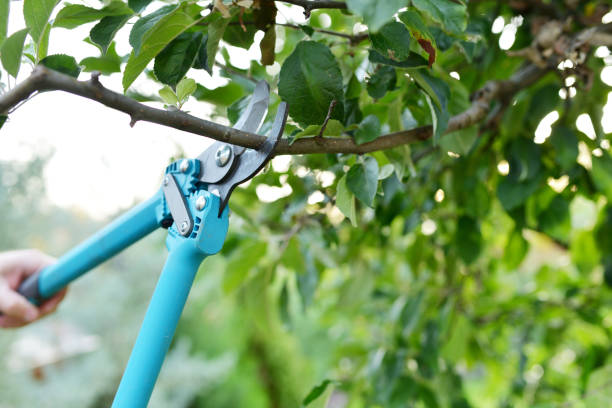 Dead Tree Removal in Santa Clara, UT